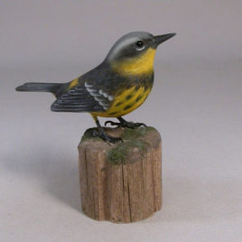 Magnolia Warbler
