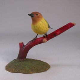 Mangrove Warbler