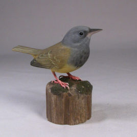 Mourning Warbler