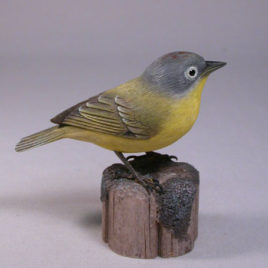 Nashville Warbler #1