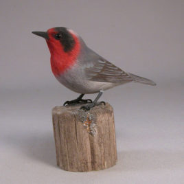 Prothonotary Warbler