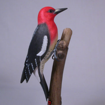 8″ Red-breasted Sapsucker (medium-sized woodpecker)
