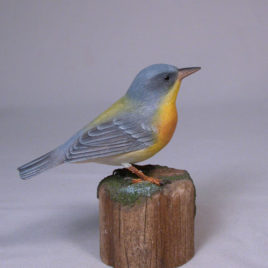 Tropical Parula (Warbler)