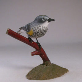 Yellow-rumped Warbler #2