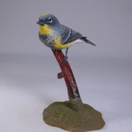 Audubon’s Warbler#2