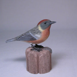 Bay-breasted Warbler