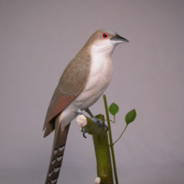 Black-billed Cuckoo