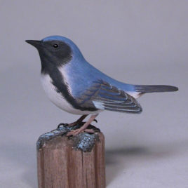 Black-throated Blue Warbler #1