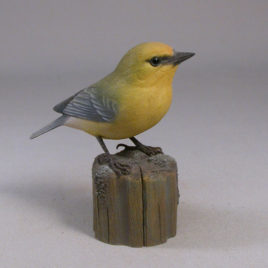 Blue-winged Warbler