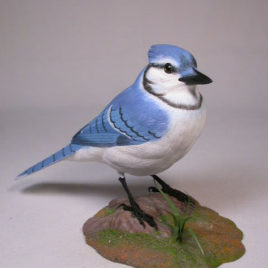 Life Size 9-7/8″ Blue Jay #2