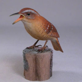 Carolina Wren #2
