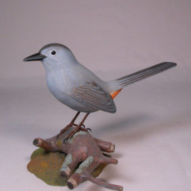 Gray Catbird #1