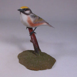 Chestnut-sided Warbler #2
