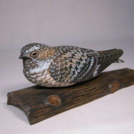 8 1/4″ Common Nighthawk