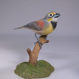 Dickcissel