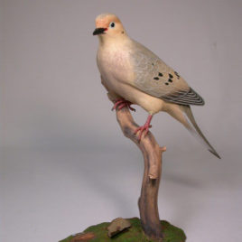 Life Size Mourning Dove