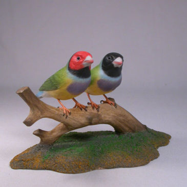 Gouldian Finches Pair #1