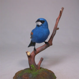 Blue Grosbeak #2