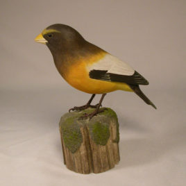 Evening Grosbeak (Male)#1