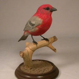 Pine Grosbeak #2