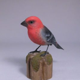 Pine Grosbeak #1
