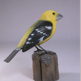Yellow Grosbeak #1