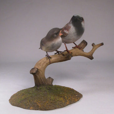 House Sparrow (Male) & a baby