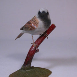 House Sparrow #2 on branch
