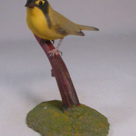 Kentucky Warbler #2