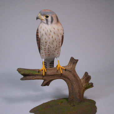 9-1/4″ Female American Kestrel (the smallest and most common falcon)