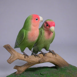 Pair of Peach-faced Lovebirds #1