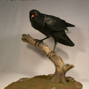 22 inches Common Raven