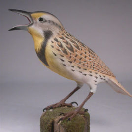 Life Size Eastern Meadowlark #1