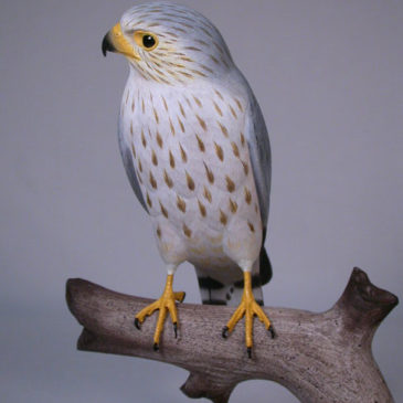 9-1/2″ Life Size Merlin (a small species of falcon )
