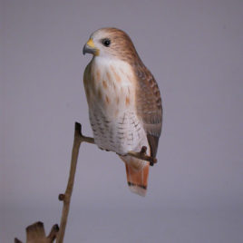 5-1/2″ Red-tailed Hawk