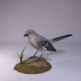 Northern Mockingbird #1