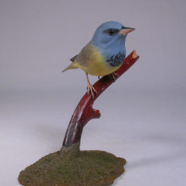 Mourning Warbler #2