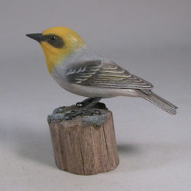Olive Warbler #1