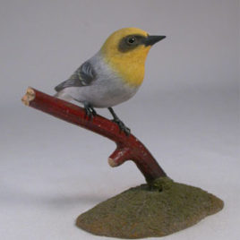 Olive Warbler #2