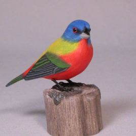 Painted Bunting #1
