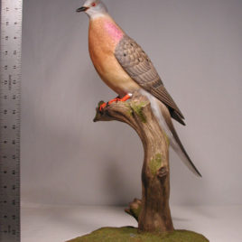 Extinct Passenger Pigeon
