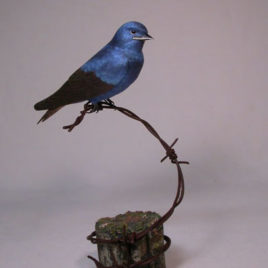 Purple Martin Male #1