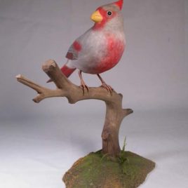 Pyrrhuloxia on branch