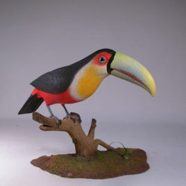10 inches Red-breasted Toucan