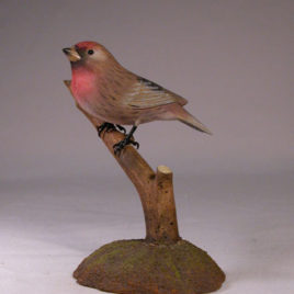 Common Redpoll