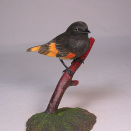 American Redstart #1
