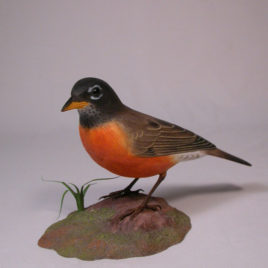 Life Size American Robin