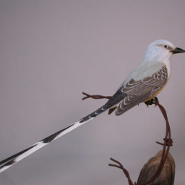 Scissor-tailed Flycatcher