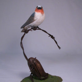 Cliff Swallow #1