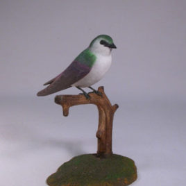Violet-green Swallow
